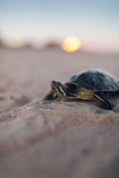istock Shallow focus of a small water turtle at the beach 1479055734