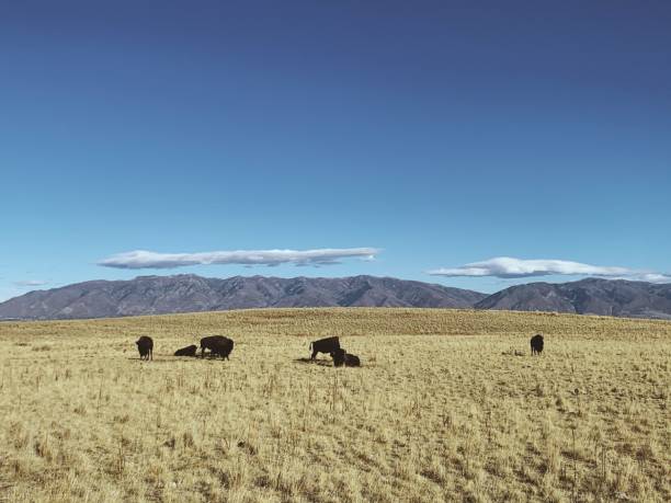 istock Cattle in a pasture on a sunny morning 1479056420