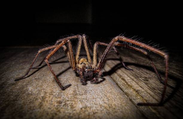 istock Closeup of a cardinal spider (Tegenaria parietina) 1479057069