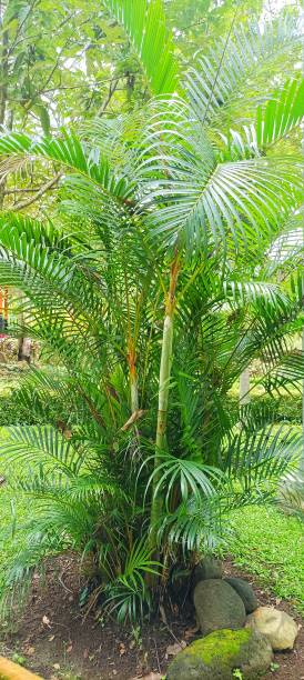 istock The Beautiful Golden Cane Palm 1479057287