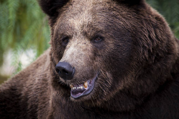 istock Selective focus shot of a brown bear 1479057330