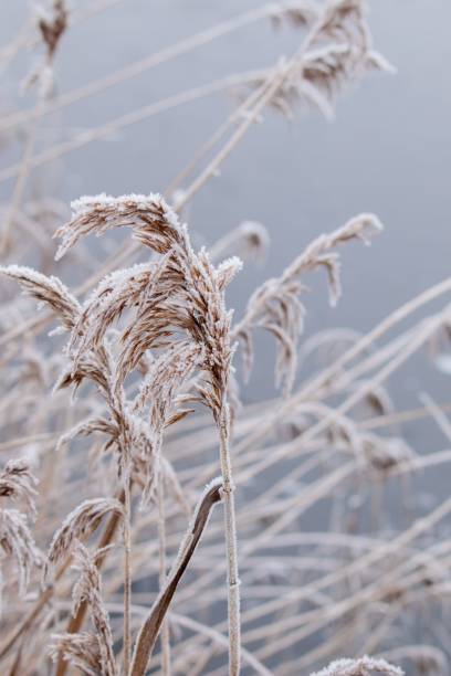 istock Vertical shot of frosted grass in winter. 1479057380
