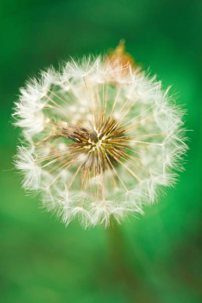 istock Macro shot of a white fluffy dandelion 1479058595