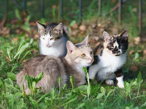 Family of stray cats sit in the grass in the spring day. Beautiful cats. They are looking at camera keenly. Spring sunny day time. Animals' theme.