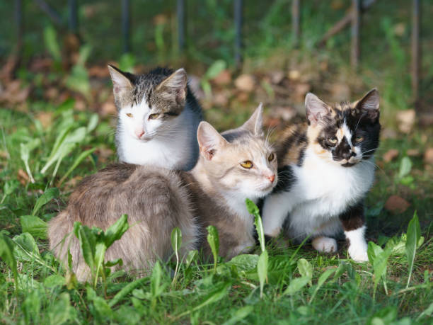 Family of stray cats sit in the grass in the spring day. stock photo
