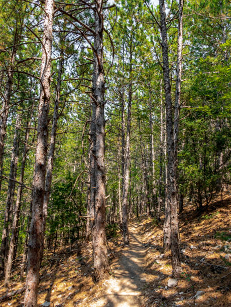 istock Vertical shot of a walkway in the forest 1479058759
