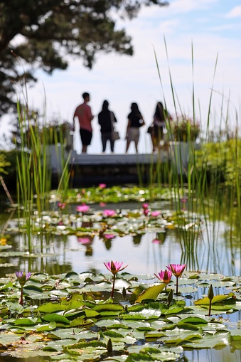 A group of people are standing around a pond, admiring the beauty of the lily pads and water lilies that are scattered across the surface
