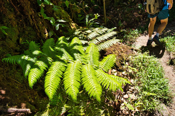 istock Morn blanc nature trail, soft tree ferns and man with backpack walking down the nature trail, Mahe Seychelles 1479059655