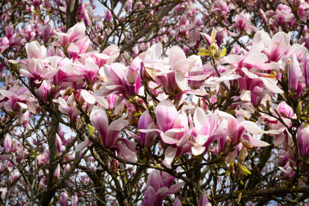 istock Magnolia tree blossom in the spring sunshine 1479062905