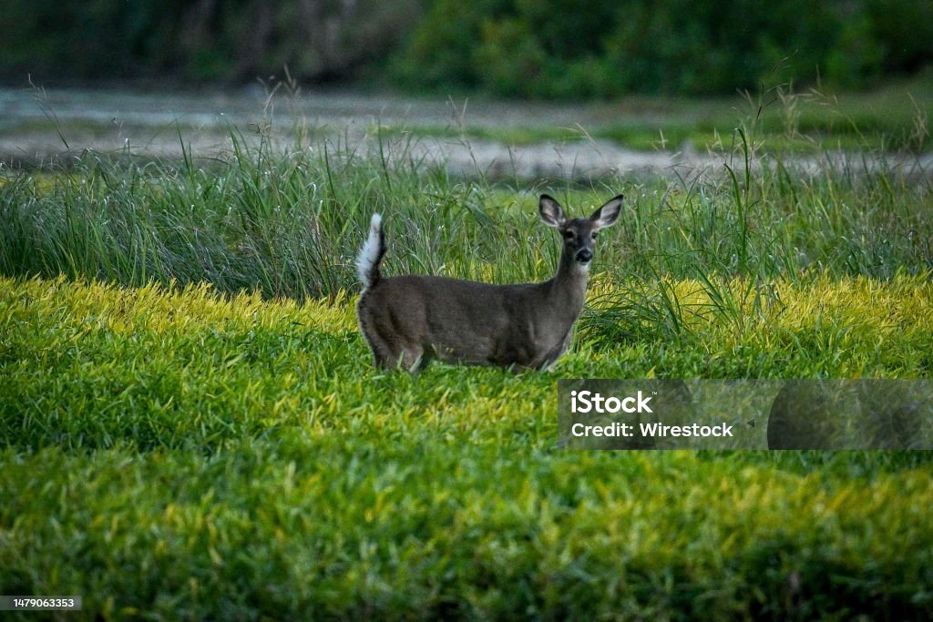 Deer in a field of the Sidecut Metropark in Ohio, United States A deer in a field of the Sidecut Metropark in Ohio, United States Animal Stock Photo