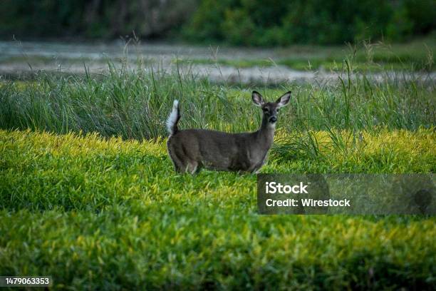 Deer In A Field Of The Sidecut Metropark In Ohio United States Stock Photo - Download Image Now