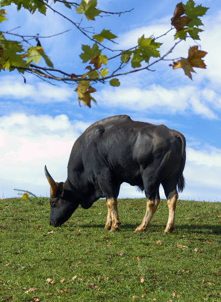 Gaur grazing boil in a peaceful meadow The gaur (Bos gaurus), also called the seladang or Indian bison, gaur stock pictures, royalty-free photos & images