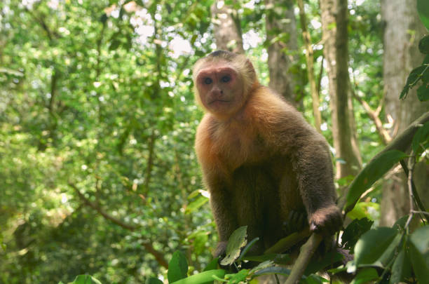 istock Selective focus of the wild Capuchin monkey on the tree branches in the jungle 1479064789