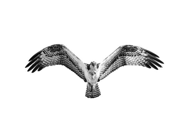A big Osprey in the flight against a white background