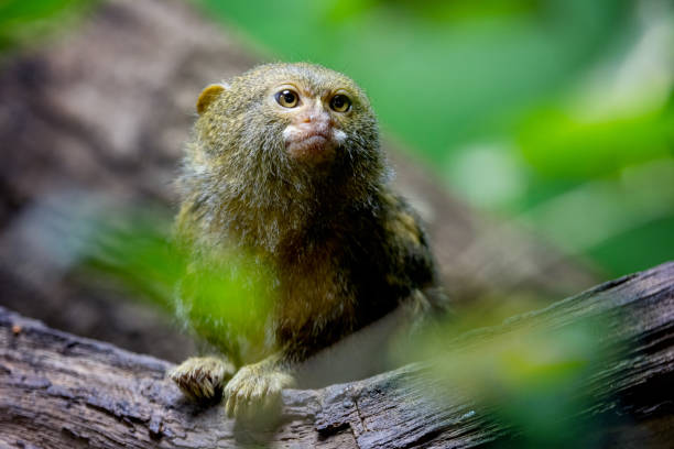 Western pygmy marmoset, Callithrix pygmaea, one of the smallest monkeys in the world. A New World monkey endemic to the northwestern Amazon rainforest in Brazil, Colombia, Ecuador, and Peru. stock photo