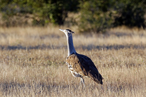 On a hot summer day taken at Erindi Game Reserve in Namibia a Kori bustard in dry grass