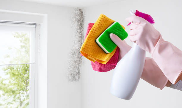 istock Hands with gloves and spray bottle isolated on wall with mold and window. Eliminate Mold with Anti-Mold Products. Contacts housekeeping company. Advertising, Shopping and e commerce banner template 1479066042