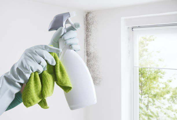 istock Hands with gloves and spray bottle isolated on wall with mold and window. Eliminate Mold with Anti-Mold Products. Contacts housekeeping company. Advertising, Shopping and e commerce banner template 1479066494