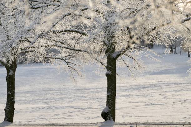 A scenic winter landscape featuring two trees covered in a thin layer of ice and snow