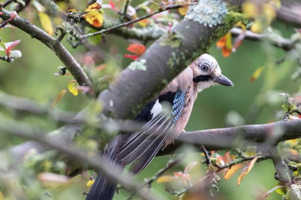 istock A jay sits on a branch in an crabapple tree in summer, peeking out from behind a branch. 1479067377