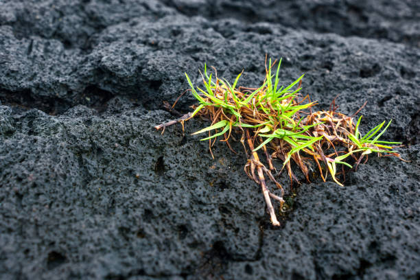 Green plants grow from black lava in Hawaii.