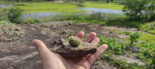 istock Brazilian Nature 1479067644