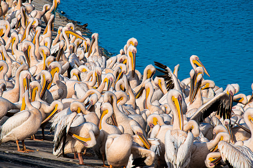 A mesmerizing shot of a group of pink pelicans standing in the seacoast