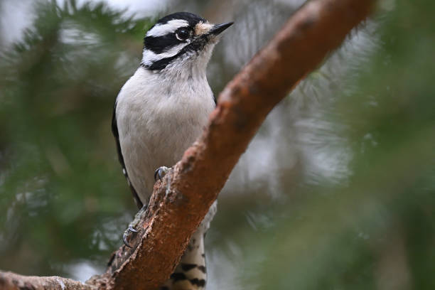 Downy woodpecker female in eastern white pine tree