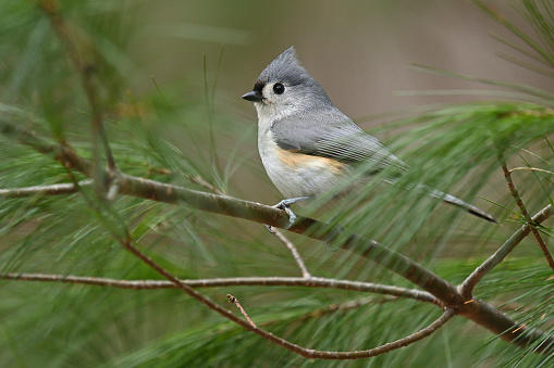 Tufted titmouse in eastern white pine tree, spring, with defocused pine needles in foreground