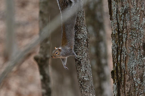 Eurasian red squirrel, Sciurus vulgaris standing in the middle of forest shrubs in Estonian boreal forest.