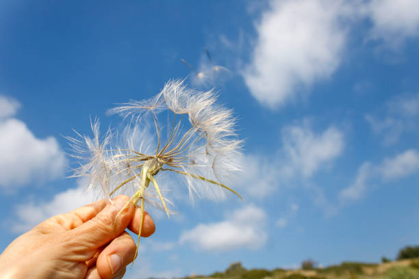 istock Dandelion in hand in the wind 1479069374