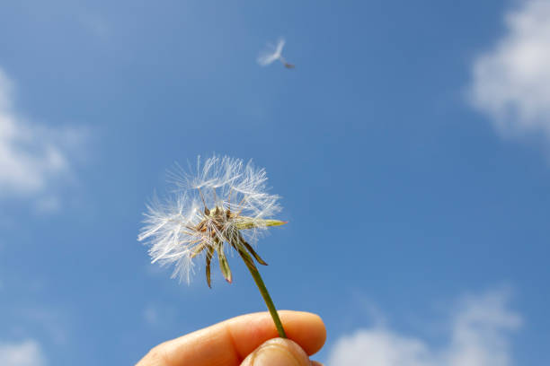 Small dandelion in hand in front of blue sky and white clouds