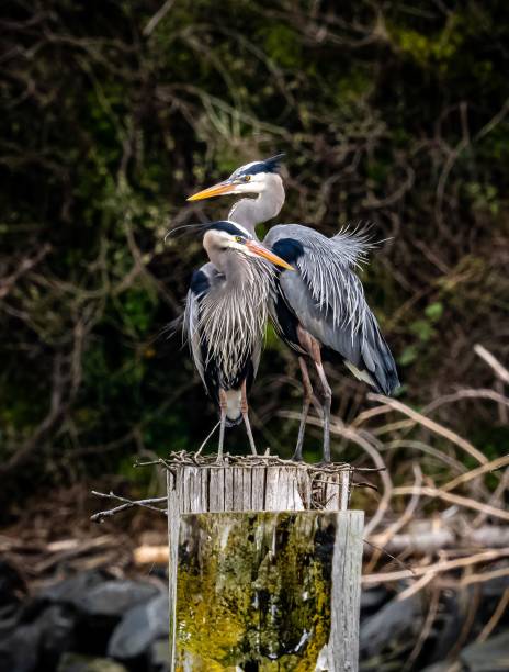 istock Portrait of a pair of great blue herons perched on a tree in a forest 1479069601