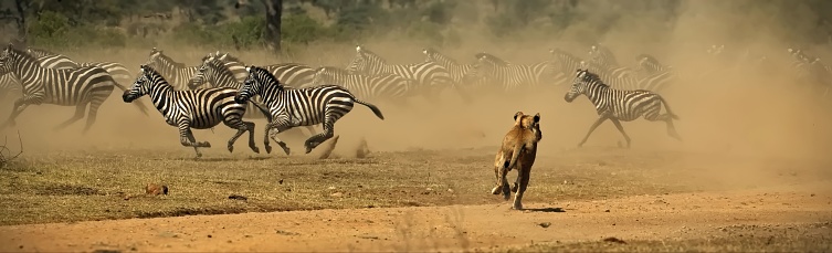 A lion running with other zebras in the distance