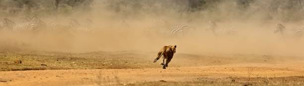 istock Lion running with other zebras in the distance 1479071145