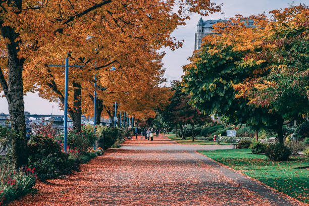 istock Path with colorful trees on the sidewalk in autumn 1479071181