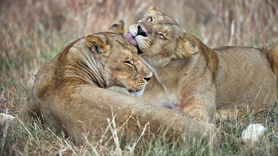 The two majestic African lions resting peacefully in a lush grassy landscape