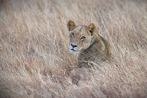 A young lion sitting in the tall yellow grass in Serengeti, Tanzania