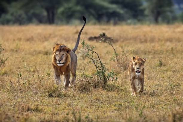 istock Two lions walking side by side in a grassy meadow surrounded by trees 1479071244