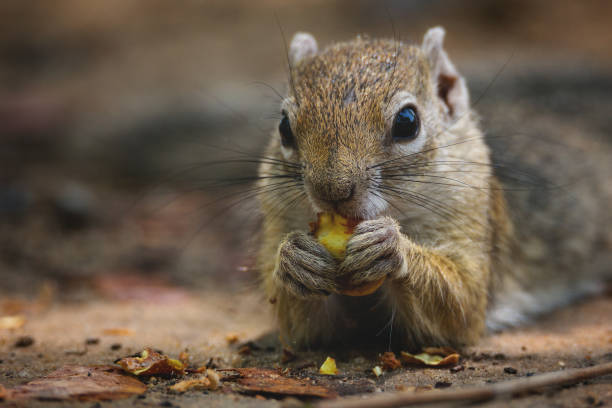 istock Closeup shot of a lovely squirrel eating a nut 1479071259