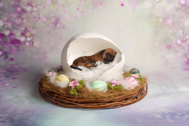 nowonarodzone szczenięta easter rhodesian ridgeback zdjęcie w jajku - spring bud horizontal color image zdjęcia i obrazy z banku zdjęć