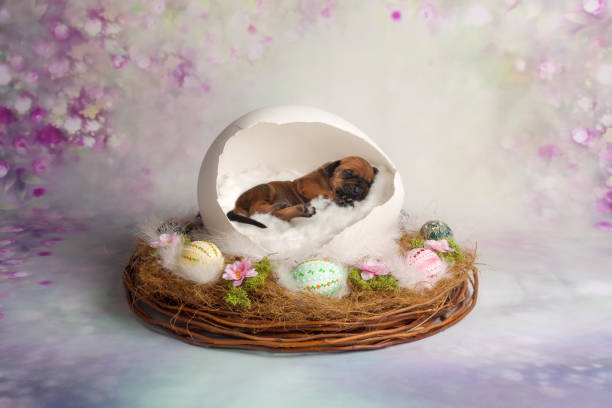 новорожденные пасхальные щенки родезийского риджбека фото в яйце - newborn animal фотографии стоковые фото и изображения