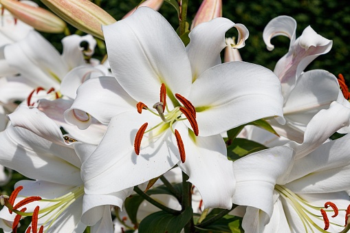 A vibrant display of fresh white lilies with glowing red tips and buds