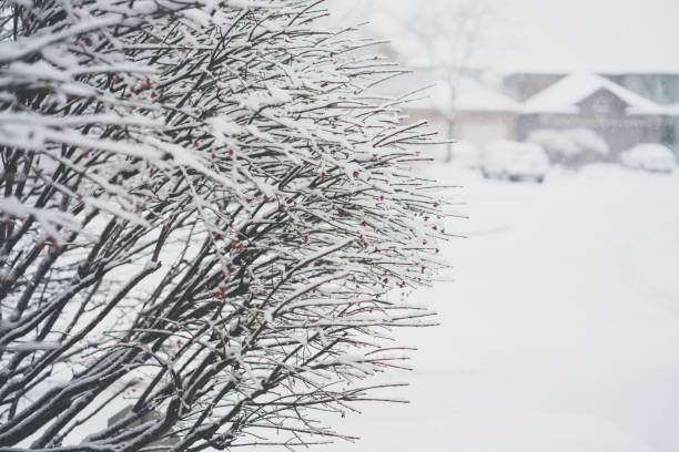 A closeup shot of snowy tree branches