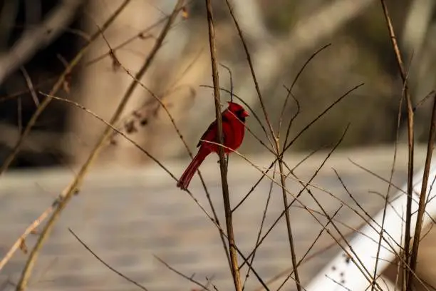 A redbird perched atop a bare tree branch in a wintery environment