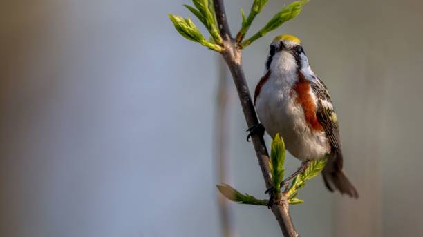 istock Adorable Chestnut Sided Warbler perched on a tree branch in a natural outdoor setting 1479072156