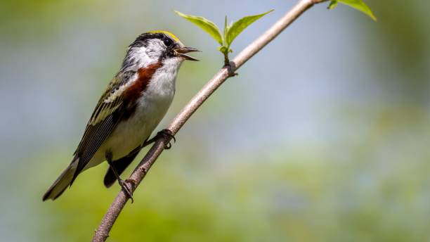 istock Adorable Chestnut Sided Warbler perched on a tree branch in a natural outdoor setting 1479072158