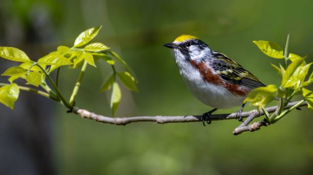 istock Adorable Chestnut Sided Warbler perched on a tree branch in a natural outdoor setting 1479072178