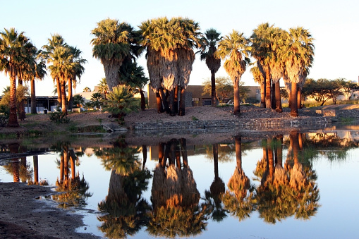 Palmwag Lodge in Namibia lies between Kaokoland and Skeleton Coast with palms in early morning reflection.