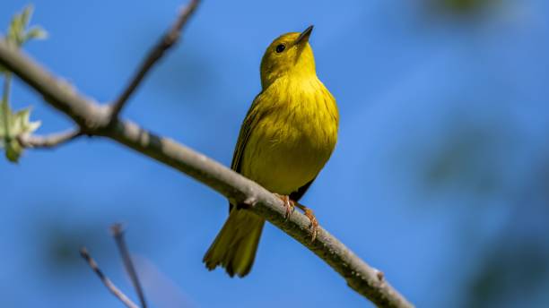 istock Closeup of a Yellow warbler on a tree branch during spring migration at Magee Marsh Wildlife  area 1479072916